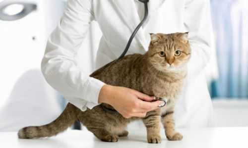 虎斑猫几个月大了闹猫,虎斑猫多大成熟发情