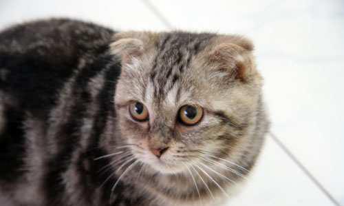 虎斑猫几个月大了闹猫,虎斑猫多大成熟发情