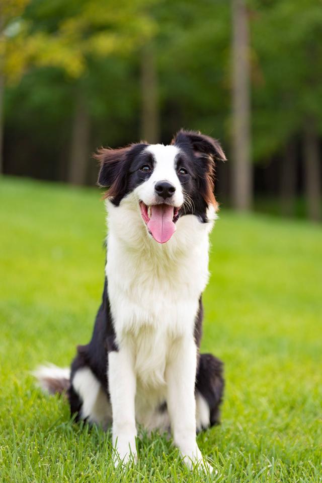 人们常说养狗还得养边牧,会感觉很幸福,为什么我后悔养了呢?