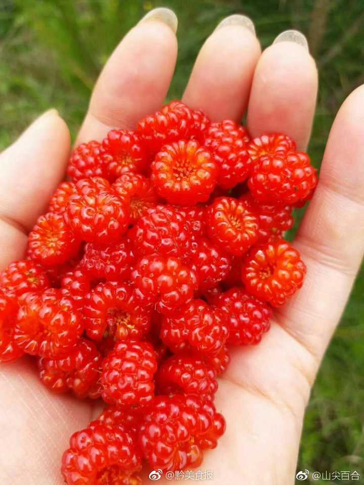 这个季节,贵州大山里的各种野生水果 :图一至图四,我们叫栽秧猛__财经