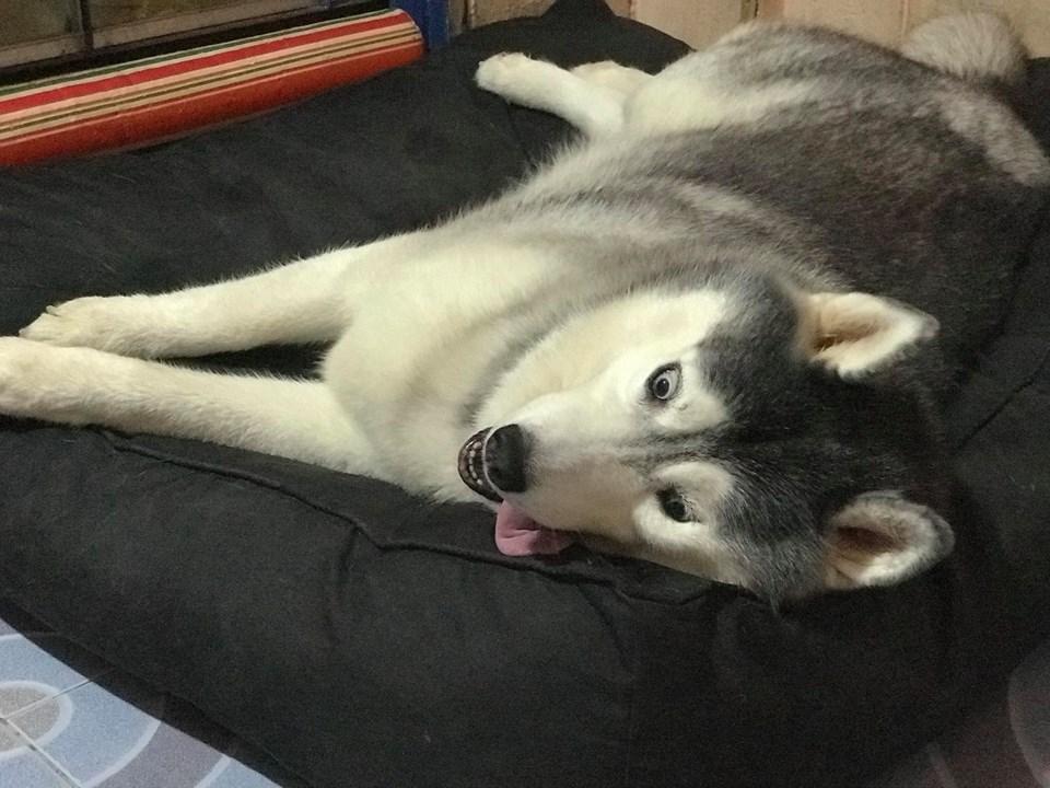 泰国网红"哈士猪"终于减肥成功了,网友:变漂亮了