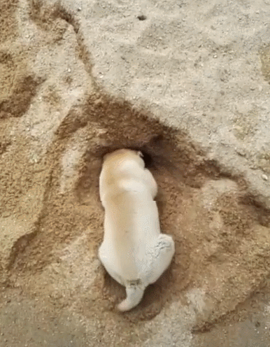 像是网友家的小狗,非常喜欢刨,尤其是在沙地和沙滩上,刨窝刨的那一个