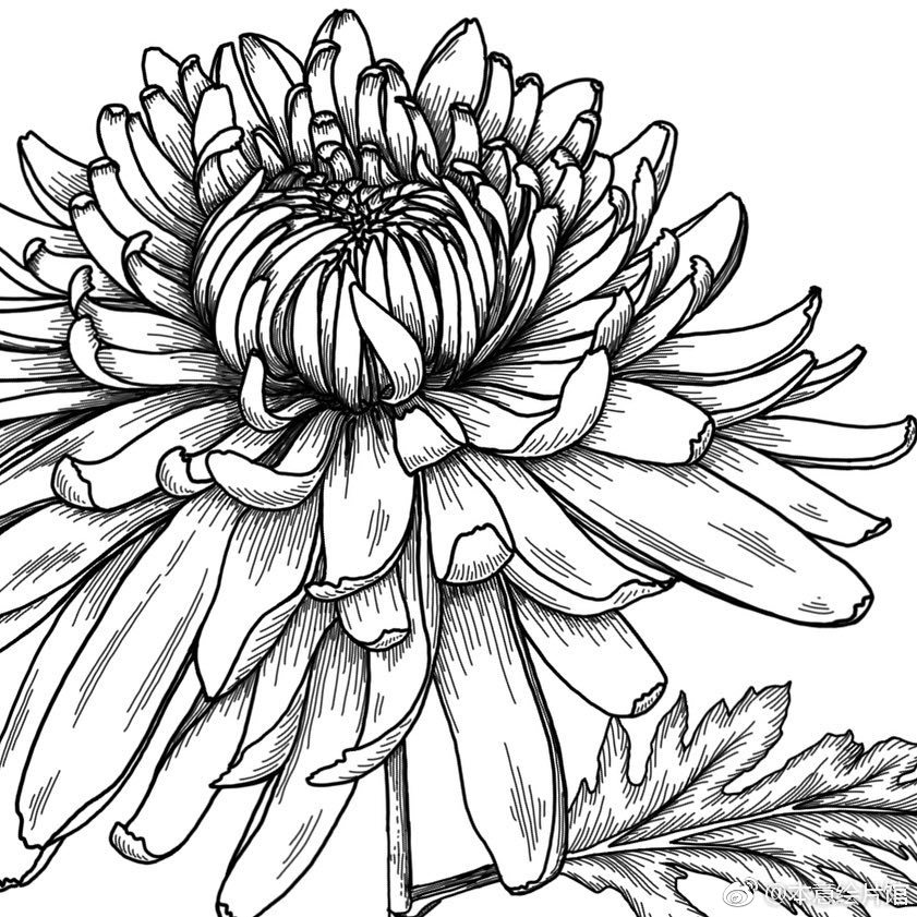 黑白花卉一组. | ins : oszvaldann