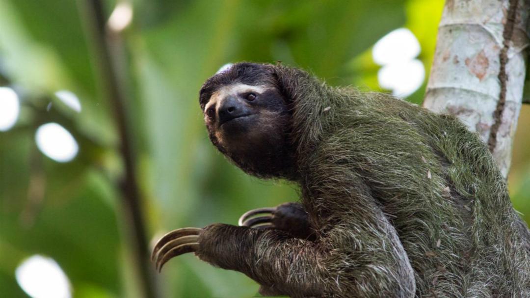 解析树懒行为迟缓为何能在自然界中安稳的生存下来,没被天敌吃掉