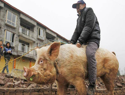 一群中国老大爷的晚年生活,骑猪,修电脑,完全是大神级的存在