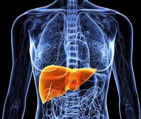 肝癌的位置图片