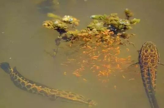 三条鱼的故事,看哭无数人