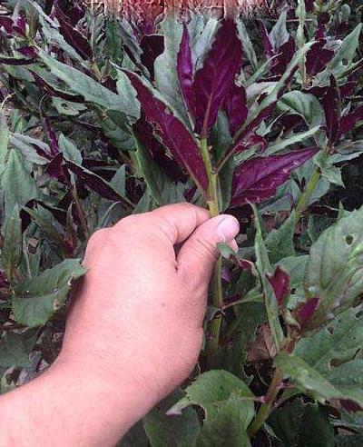 农村有种菜叫"血皮菜"怪不得男女都喜欢,你吃过吗?