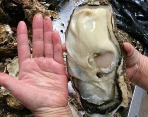 世界上最大的"巨型生蚝",一只就要2400元,吃半只就能填饱肚子
