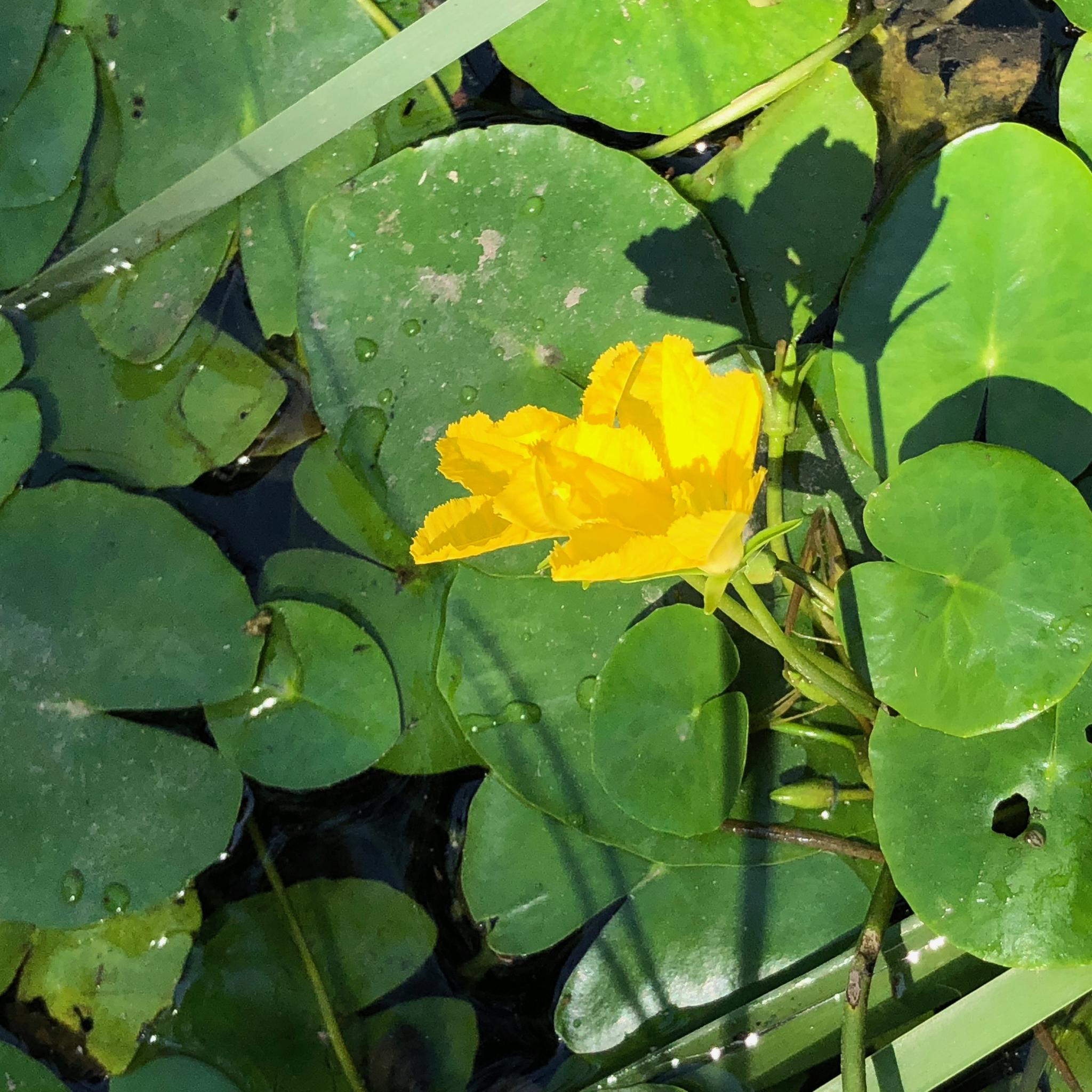 六一儿童节礼物赏花水生植物荇菜北京奥林匹克公园