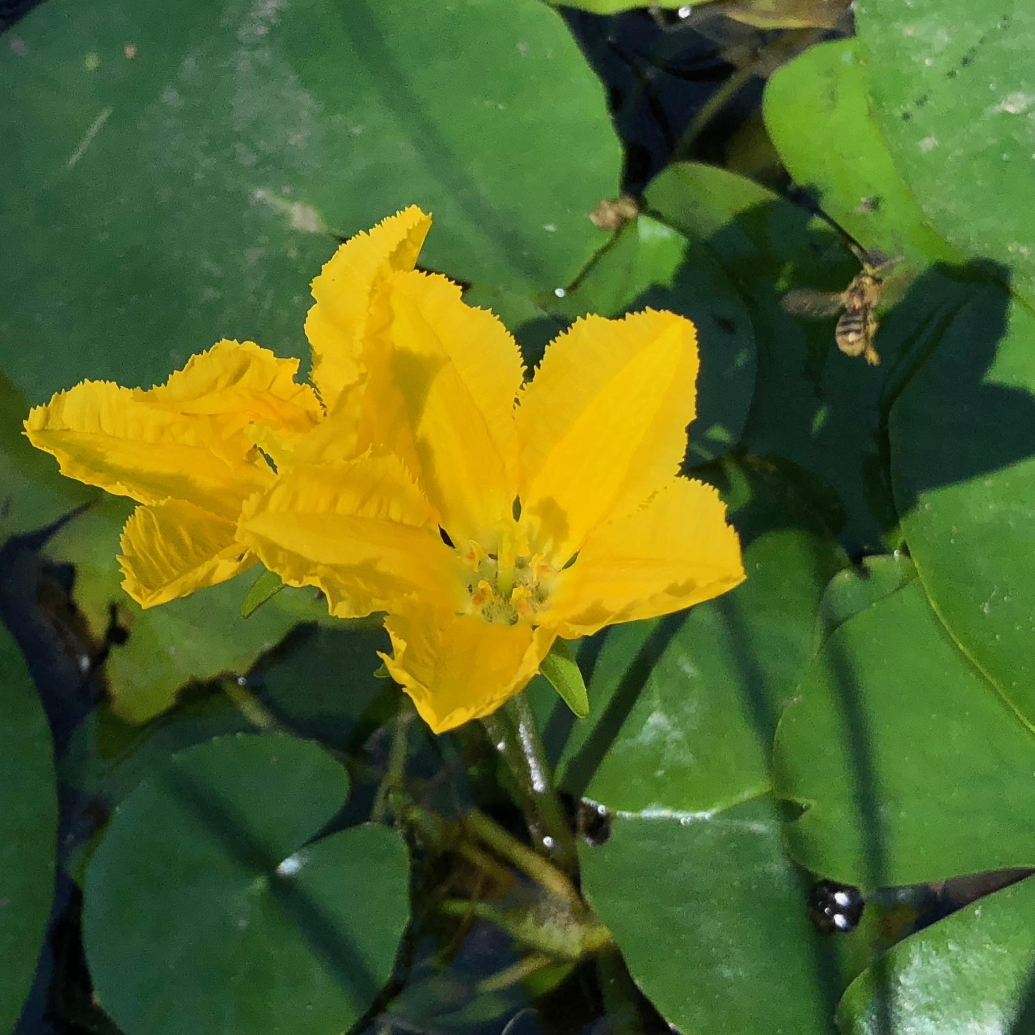 荇菜,别名莕菜.