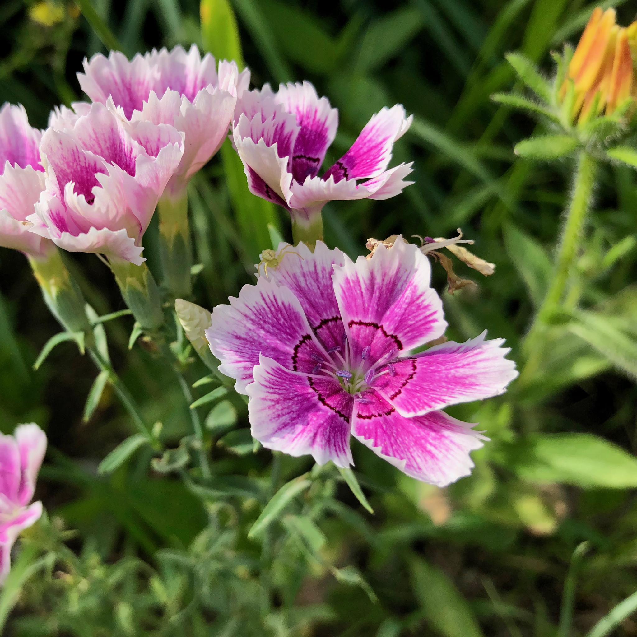形态各异五颜六色的石竹花拍摄于北京奥林匹克公园