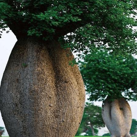 中国引进种植"瓶子树"能储存2吨水,却成了其他国家的笑柄