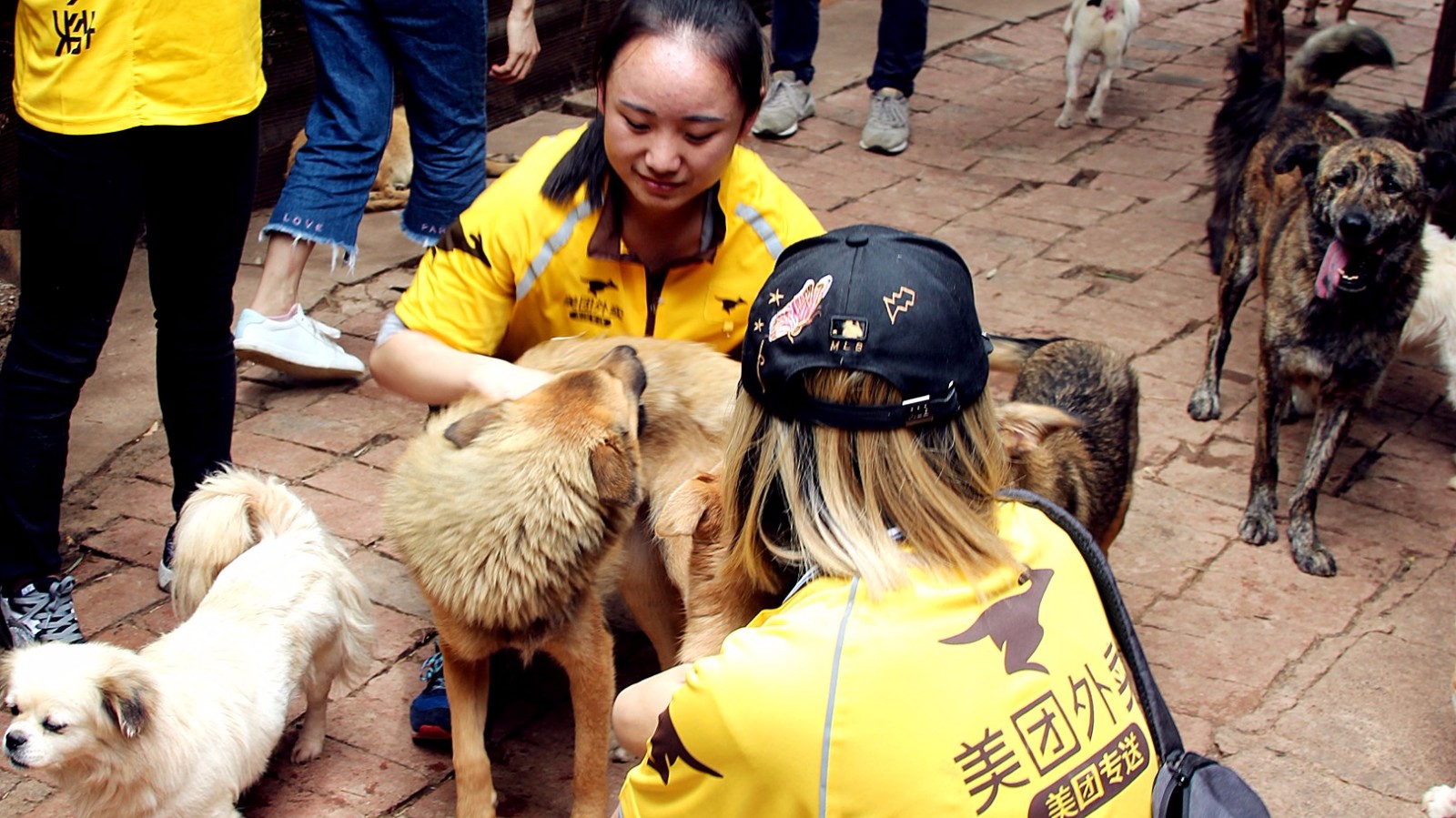 美团昆明发起"关爱小动物"主题活动,满满的感动和泪水!