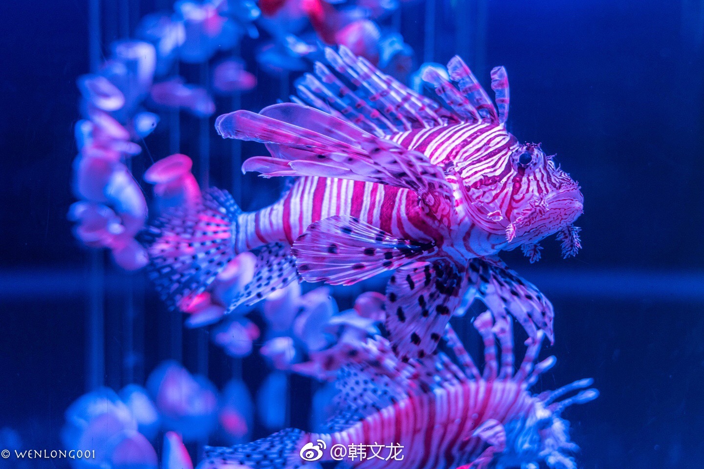 大连圣亚海洋世界的亚珊瑚世界是国际一流活体珊瑚维生技术展示馆