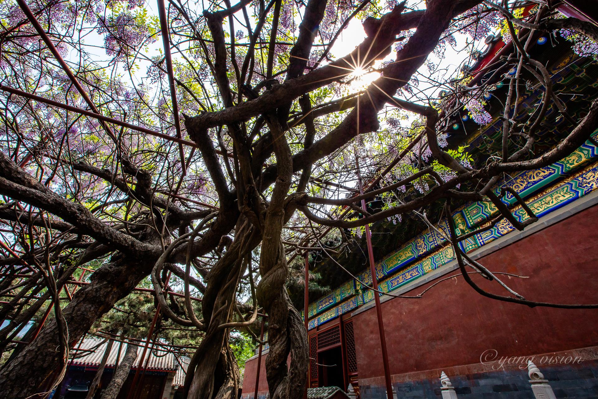 红螺寺,紫藤寄松_新浪看点