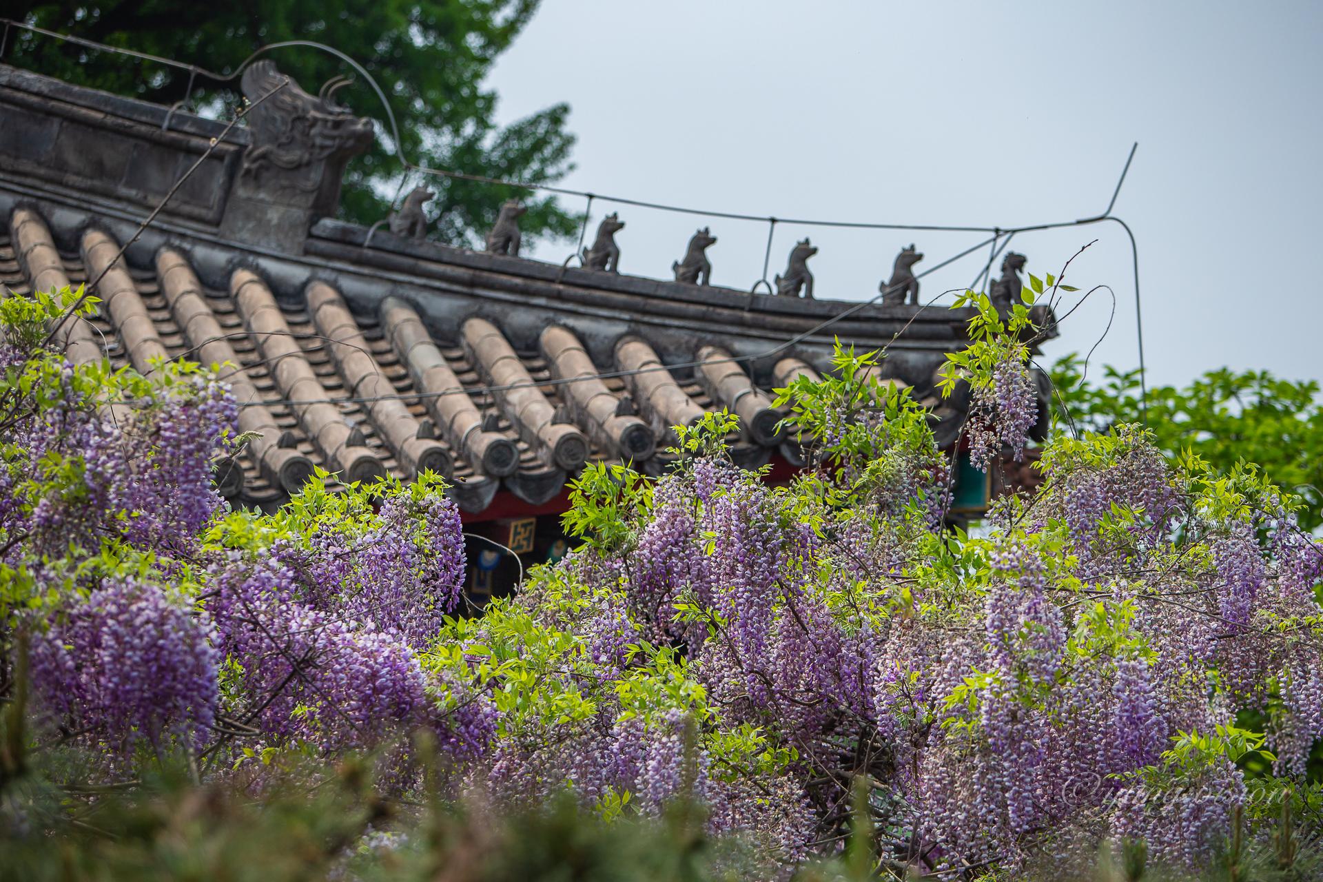红螺寺,紫藤寄松_新浪看点