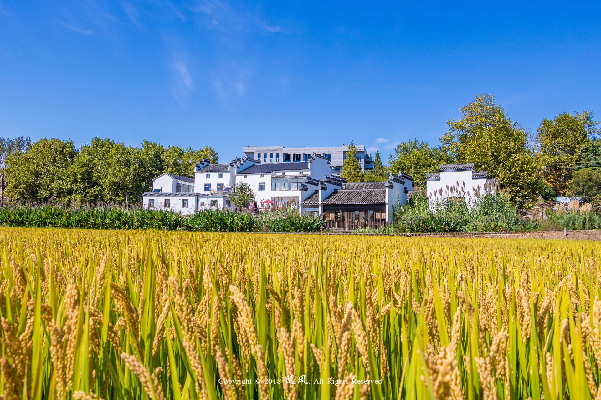 稻花香里说丰年,摄于桦墅村@南京市旅游委员会 @江苏新闻