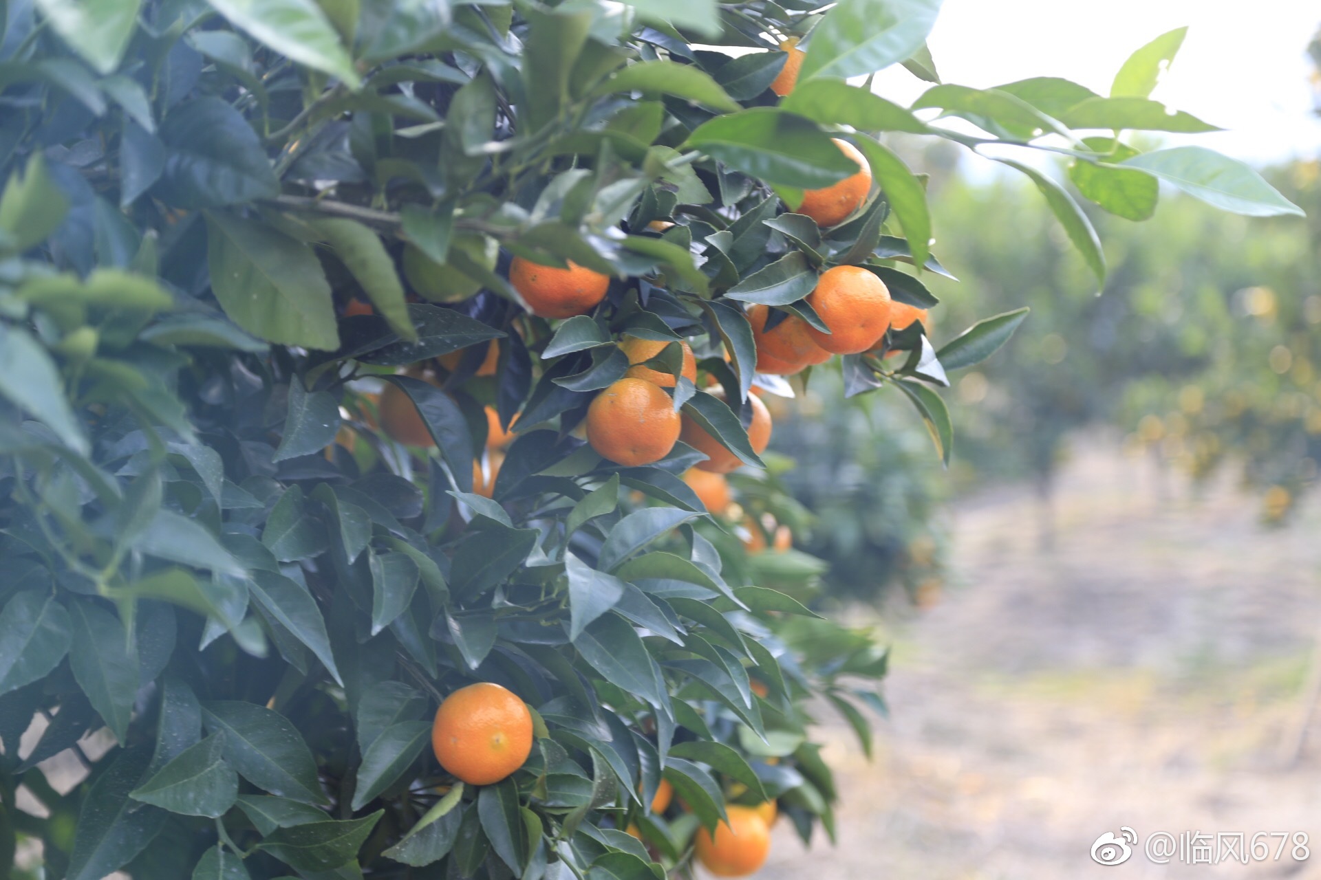 中国柑橘博览园位于浙江省台州市黄岩区头陀镇断江村一带