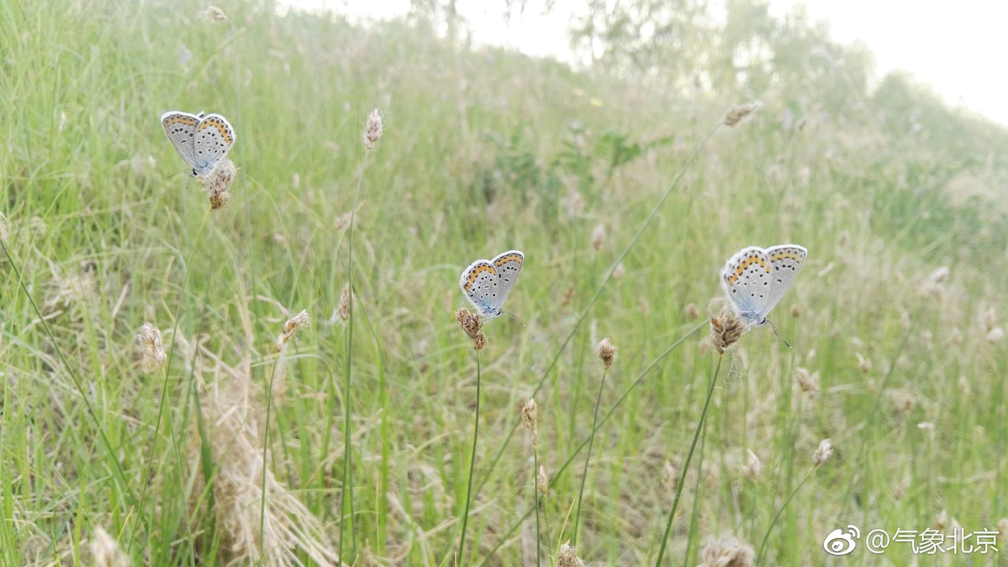 伪装者~混进""花丛"中的小蝴蝶~大哥!别叫我大哥,我不是你大哥