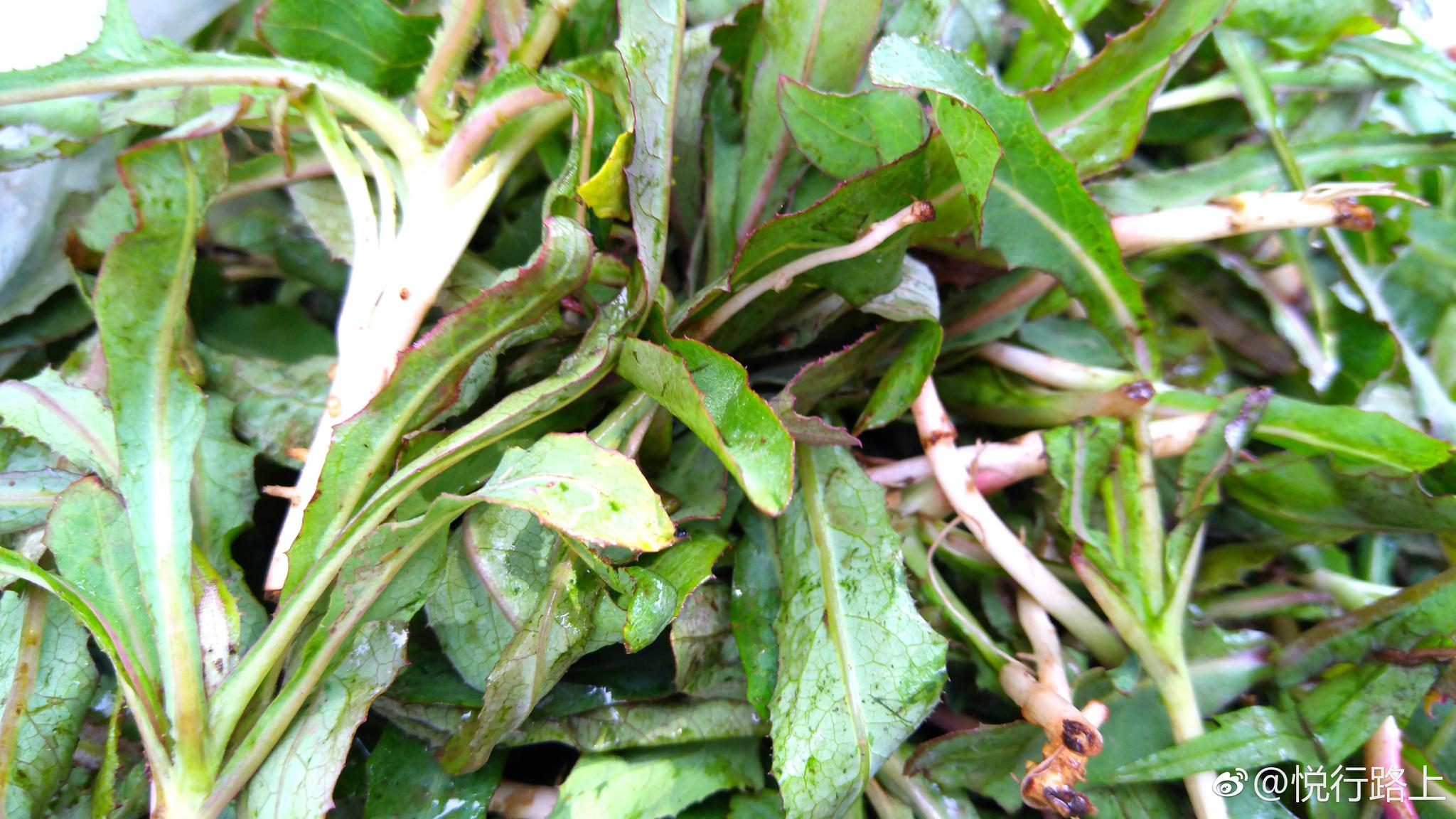 四种东北野菜能叫出它们的名字吗