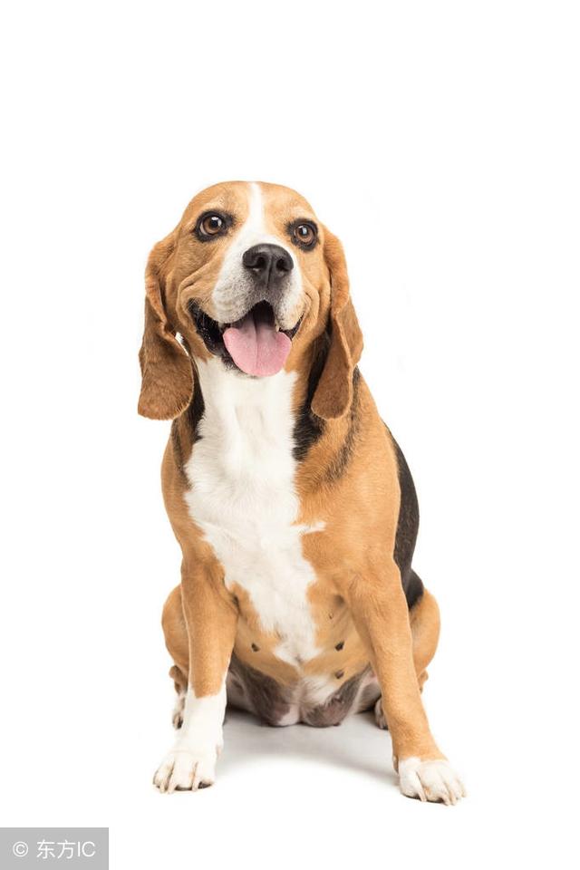 大金狗苦日子总算到头了喜事已来准备好接喜