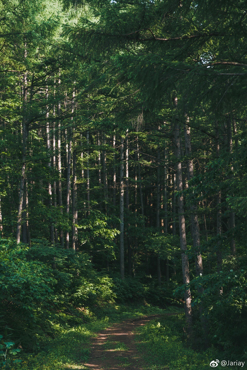 9898长野森林9898|长野|森林|摄影_新浪新闻