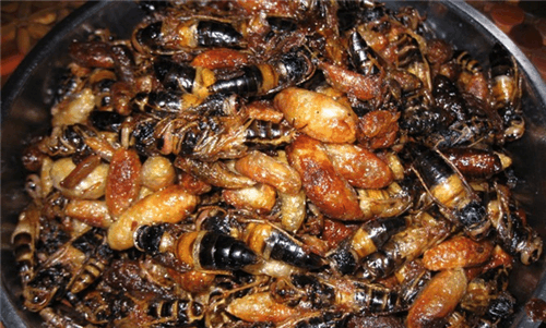 这是我见过最解气的一盘菜, 油炸大马蜂!