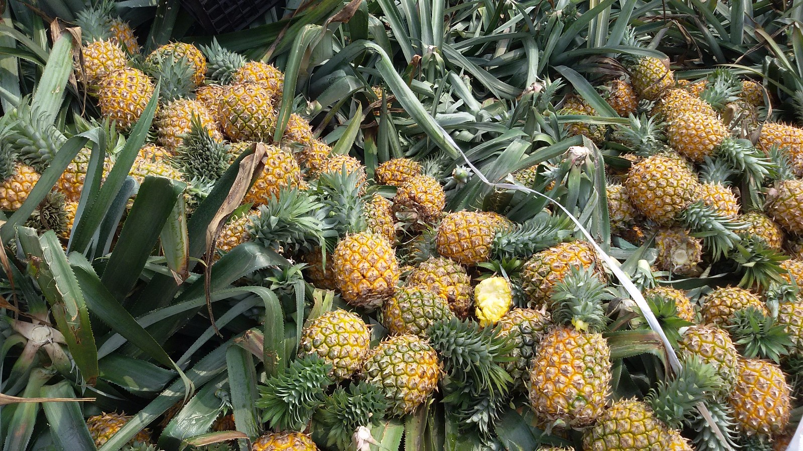 徐闻县努力破解菠萝滞销难题