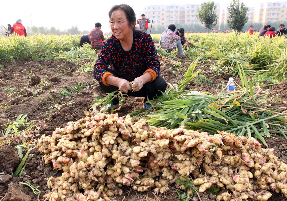 生姜丰收,但愁坏了姜农,闻讯后1000多人涌进姜田,村民却笑了