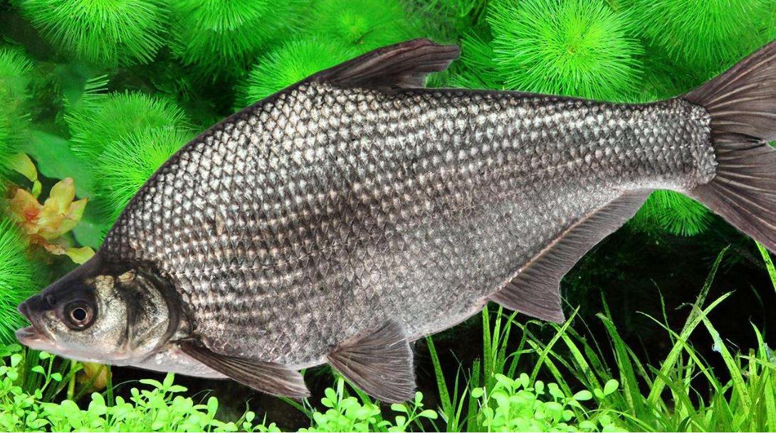 野战蓝鲫九一八即是最好的万能饵也是最好的底料饵