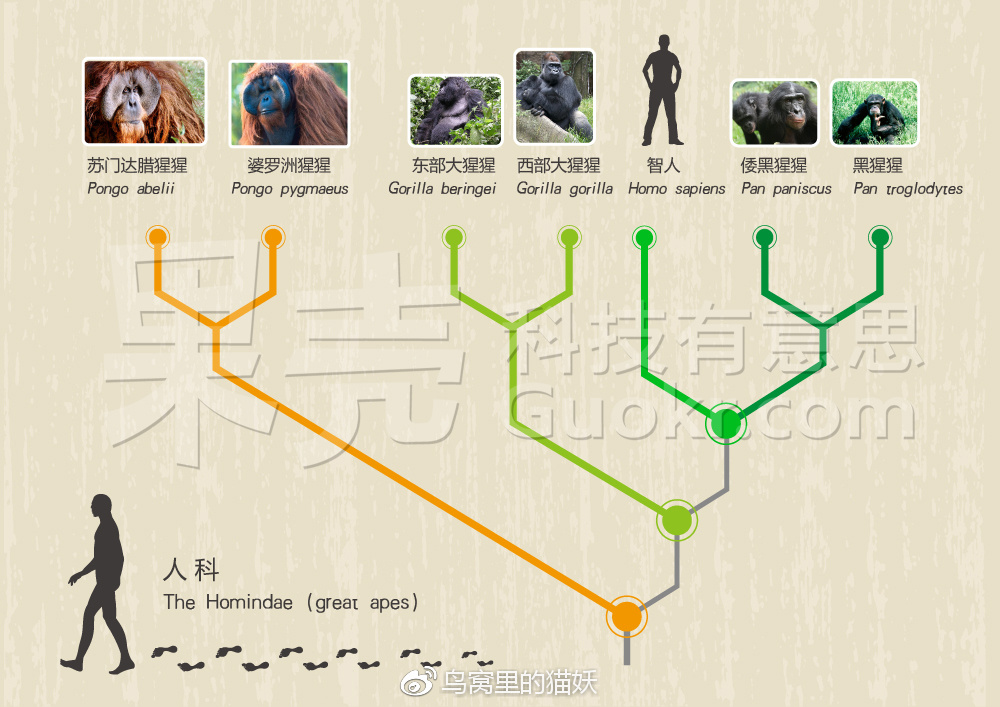 假如真有野人这个物种
