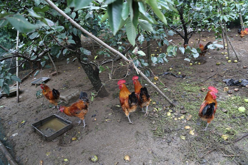 农妇承包58年前老梨园 散养土公鸡100元一只价 节假日供不上卖