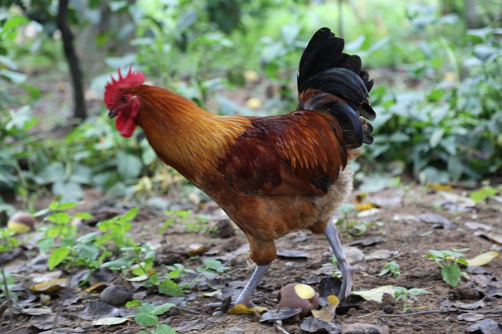 同去的小伙伴在近60年的梨树下摘梨.