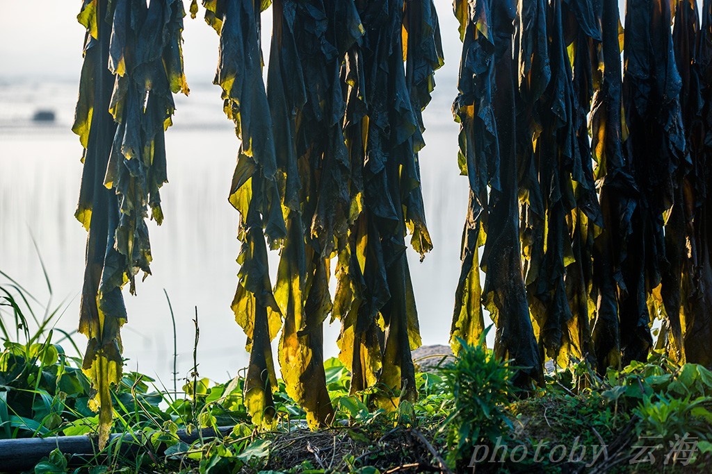 福建霞浦,大海边,晒海带