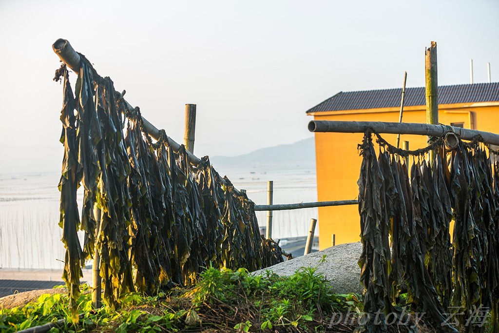 福建霞浦,大海边,晒海带|霞浦|海带|大海_新浪新闻