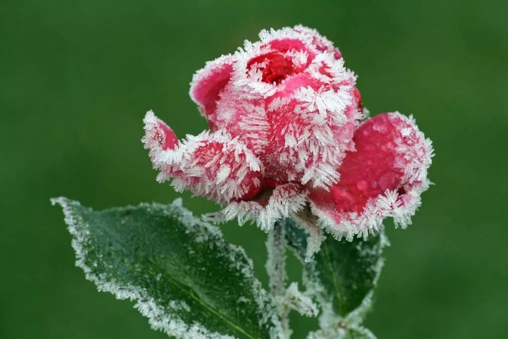 心理测试:哪朵冰冻花让你感到特别寒冷,测你的感情开始降温了吗