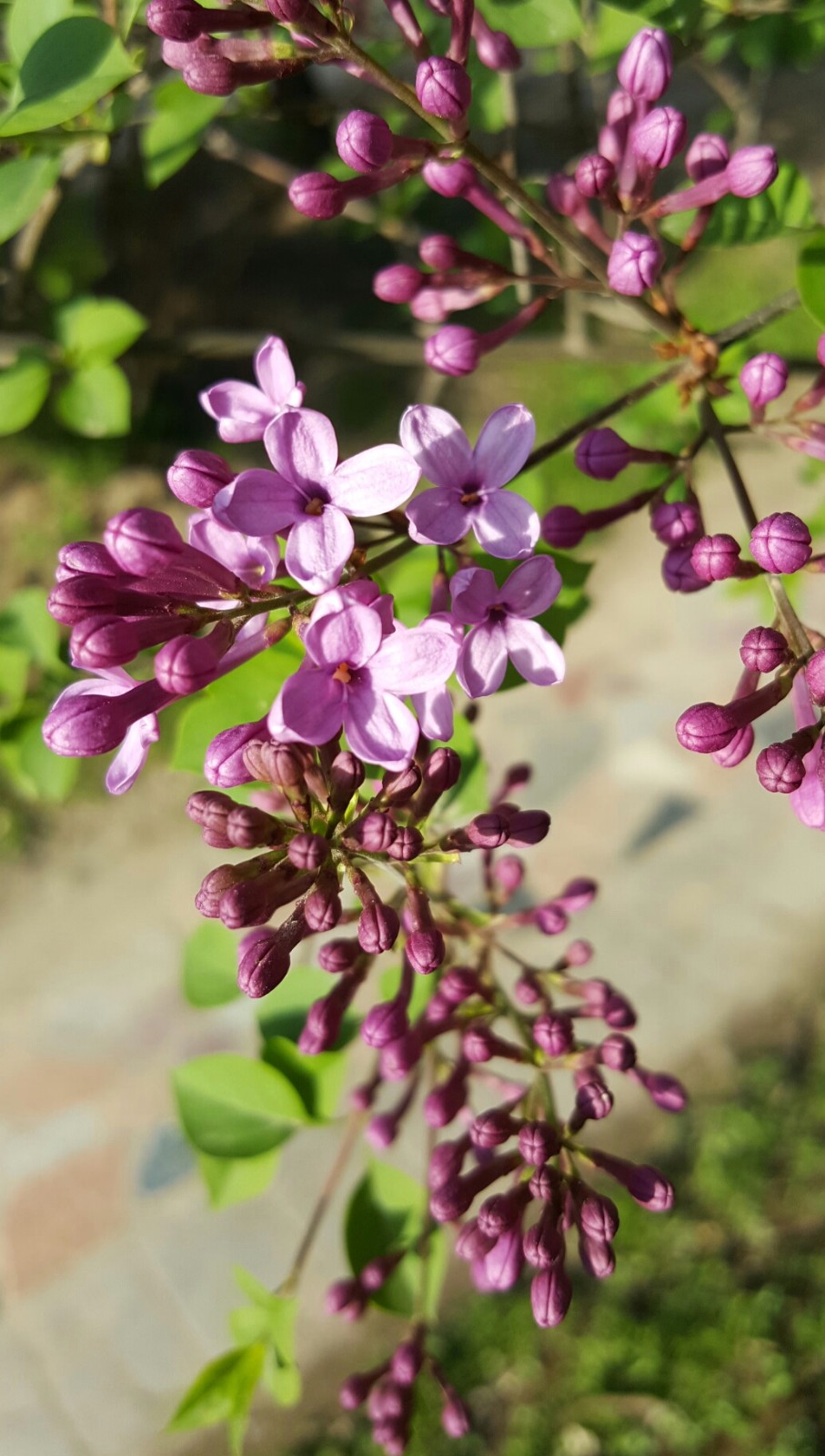 紫丁香原产中国华北地区,在中国已有1000多年的栽培历史,是中国的名贵