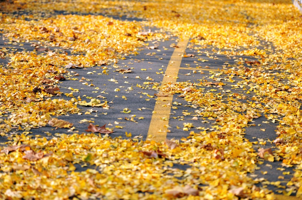 青岛一夜寒风起 吹落黄叶遍地金 山科大校园遍布黄金甲