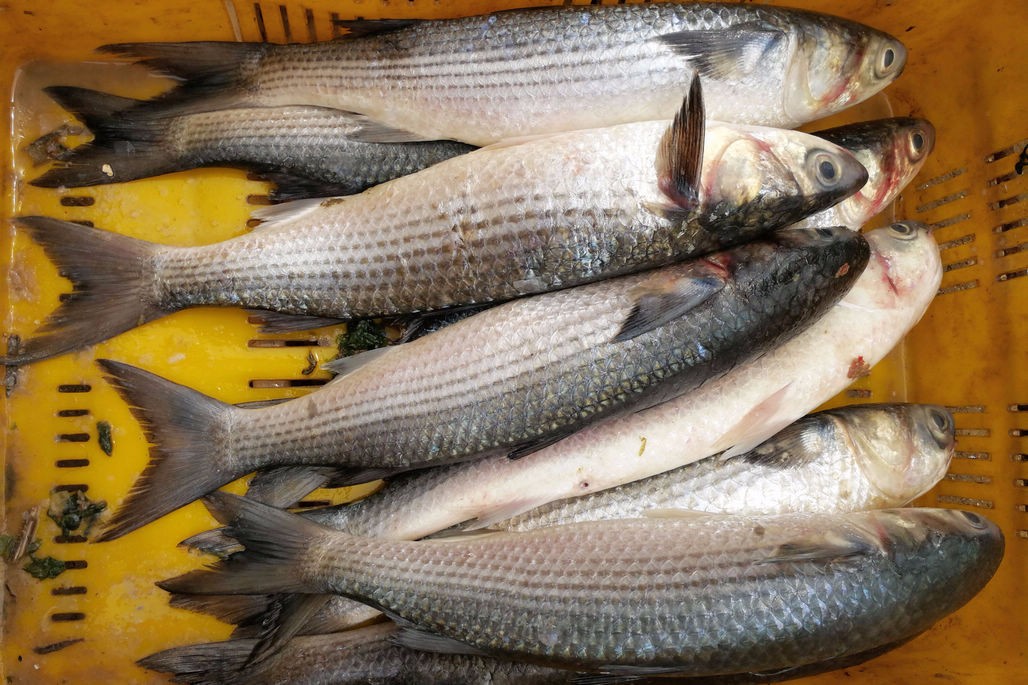 大集上海鲜品种与菜市场大同小异鲻鱼新上市鲜鲅鱼成稀有海鲜