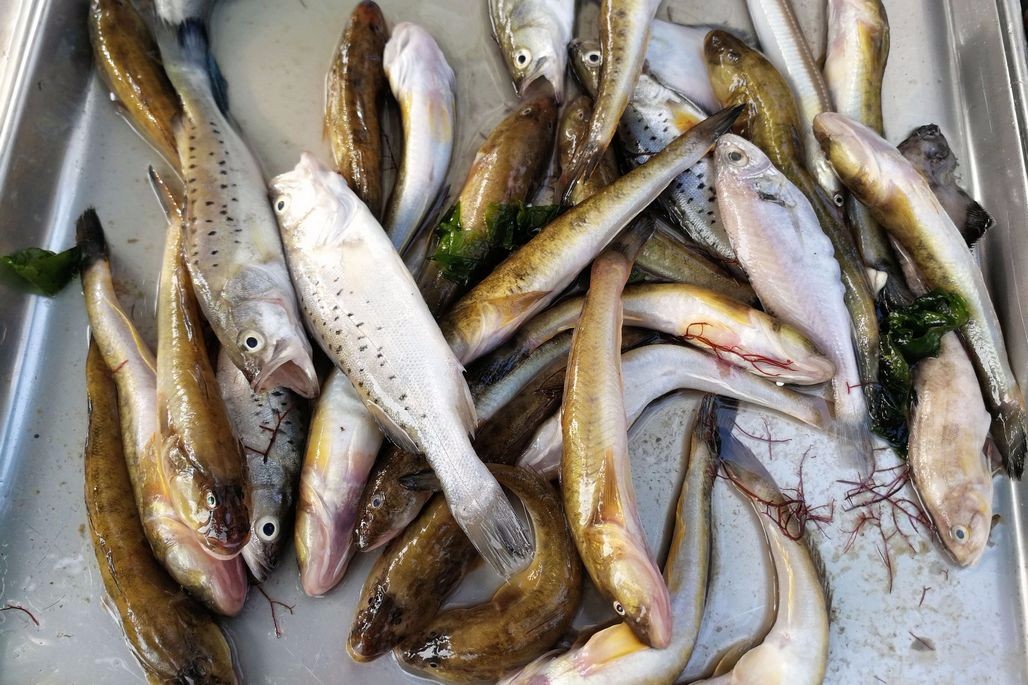 休渔末期 小海新鲜海鲜进入菜市场 38块钱一斤活鳗鳞一人包圆_新浪