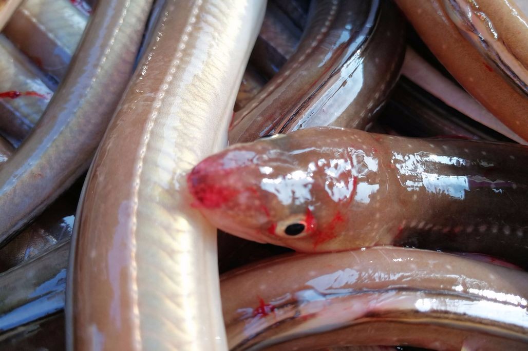 休渔末期 小海新鲜海鲜进入菜市场 38块钱一斤活鳗鳞一人包圆