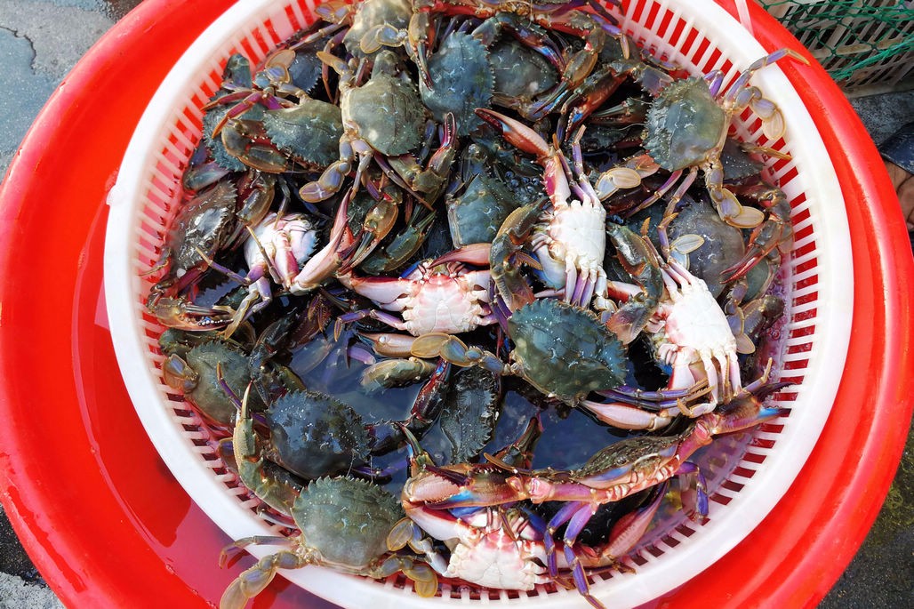 菜市场清一色新鲜海鲜带鱼最低5块钱一斤鲜活皮皮虾20块钱一斤