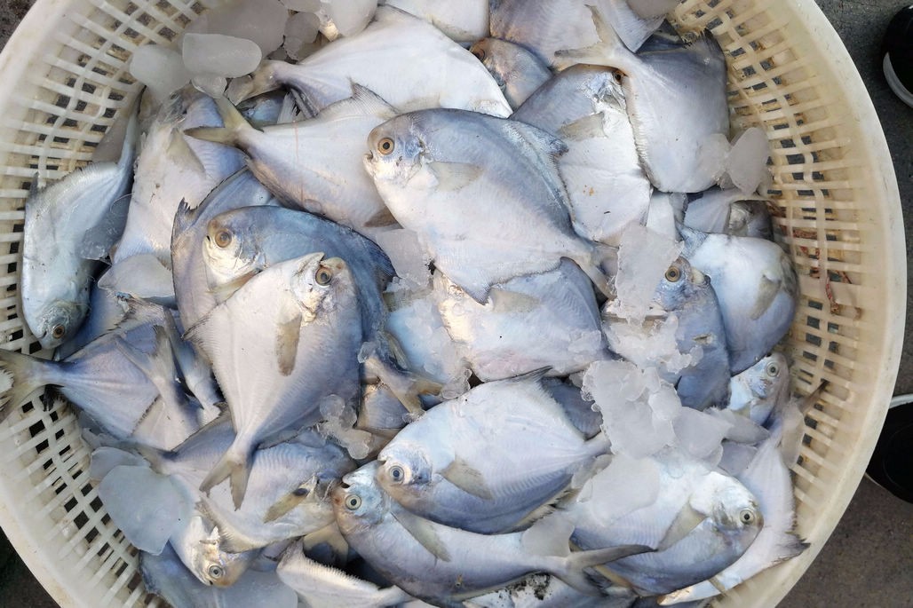 菜市场清一色新鲜海鲜带鱼最低5块钱一斤鲜活皮皮虾20块钱一斤