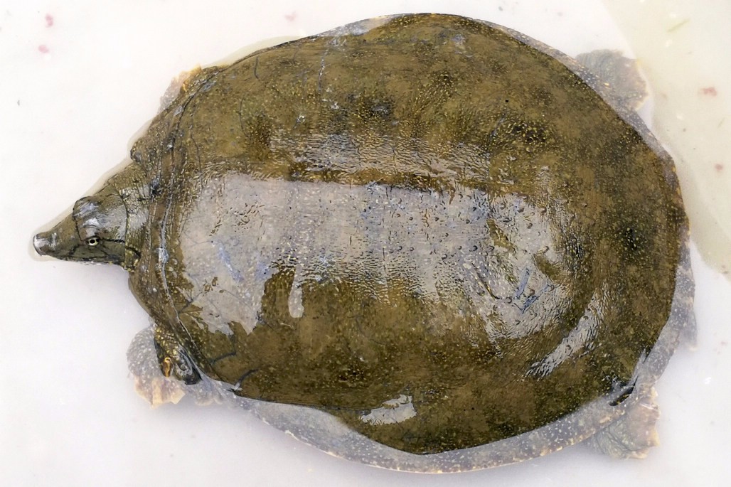 菜市场野生大鳖120块钱一斤摊贩卖掉3只花鲢10块钱一条