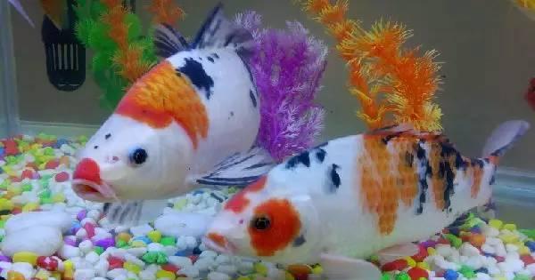 锦鲤中的大家闺秀-墨衣锦鲤