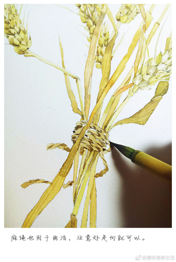 一组水彩麦穗前来投稿又是麦收好时节愿我们都收获喜悦作