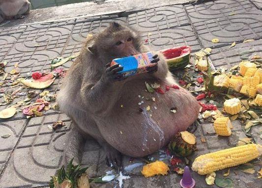 假期旅游别再乱投食喂野生动物 它们可被你们