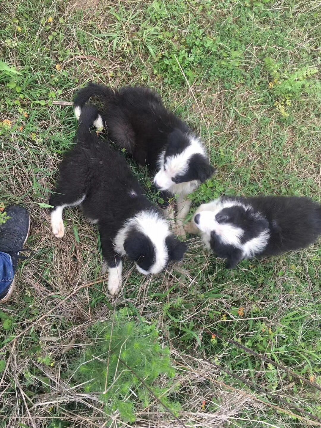 聪明的小牧羊犬:我们不一样!