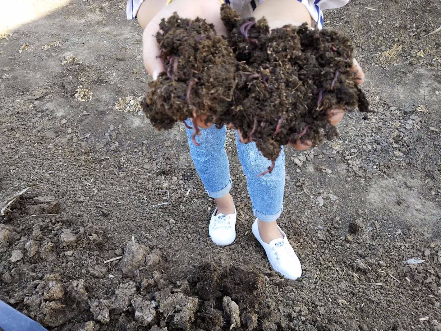 87年美女双手捧牛粪里面养的活物让她年入数百万